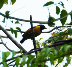Euphonia rufiventris