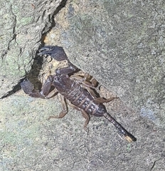 Hormurus