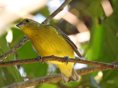 Euphonia violacea