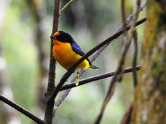 Euphonia violacea
