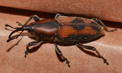 Rhabdoscelus obscurus