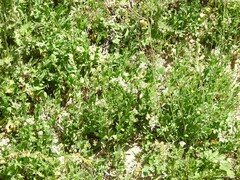 Lepidium draba
