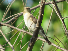 Syrtidicola fluviatilis