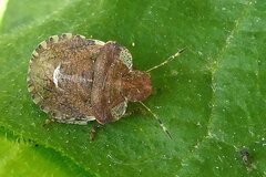 Dyroderes umbraculatus