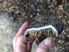 Glaucopodes
