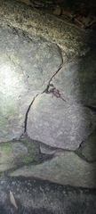 Hormurus