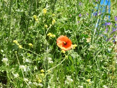 Papaver dubium