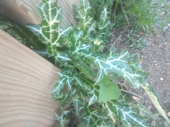 Galactites tomentosus