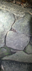 Hormurus