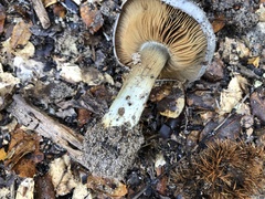 Glaucopodes