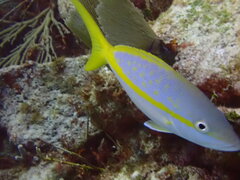 Ocyurus chrysurus