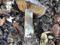 Glaucopodes
