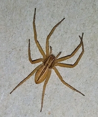 Philodromidae