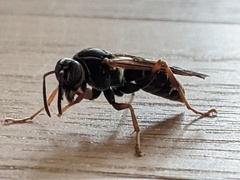 Fuscopolistes