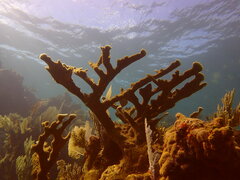 Acropora palmata