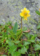 Geum montanum