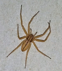 Philodromidae