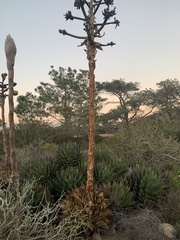 Agave gentryi
