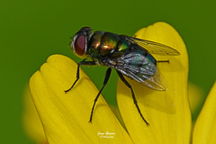 Chrysomya rufifacies