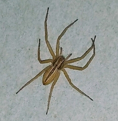 Philodromidae