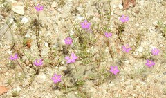 Spergularia purpurea