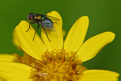 Chrysomya rufifacies