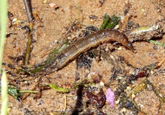 Cybister lateralimarginalis