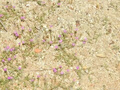 Spergularia purpurea