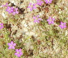 Spergularia purpurea