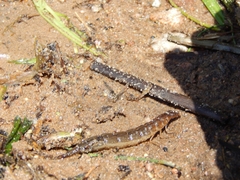 Cybister lateralimarginalis