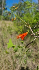 Erythrina vespertilio