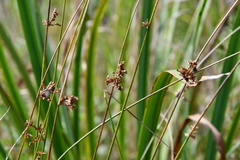 Juncus decipiens