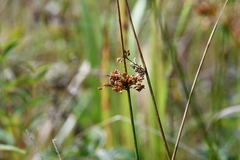 Juncus decipiens