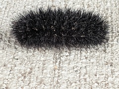 Hypercompe scribonia