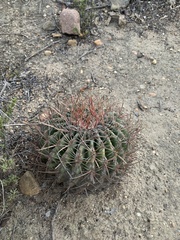 Ferocactus viridescens