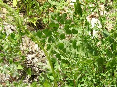 Pimpinella villosa
