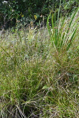 Juncus decipiens
