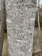 Liriodendron tulipifera