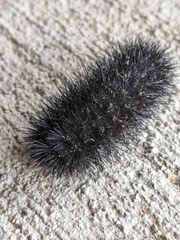 Hypercompe scribonia