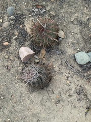 Ferocactus viridescens