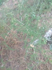 Asparagus acutifolius