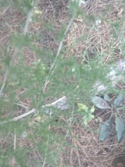 Asparagus acutifolius