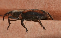 Rhabdoscelus obscurus