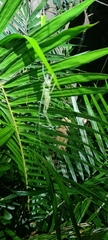 Phricta spinosa