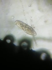 Paramecium