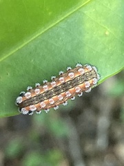 Monoleuca semifascia