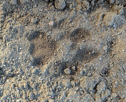 Mountain Lion Tracks – NatureTracking