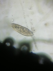 Paramecium