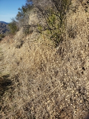Centaurea melitensis
