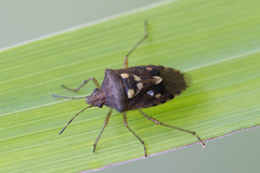 Oebalus